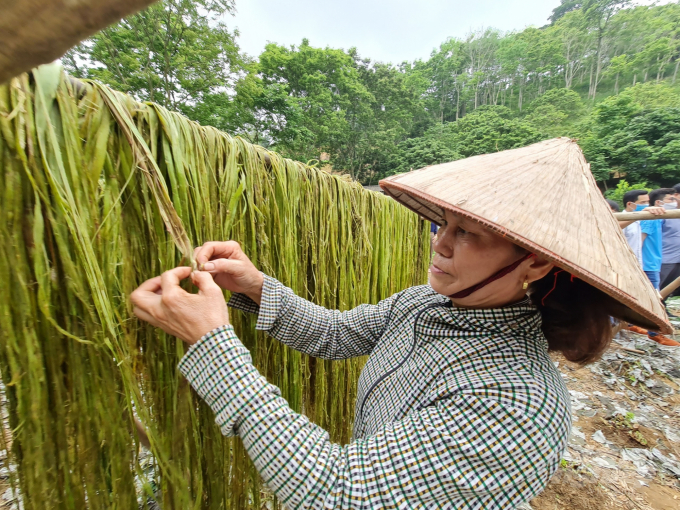 Cây gai xanh đang mở ra hướng đi mới trong phát triển kinh tế nông nghiệp của người nông dân ở Tuyên Quang. Ảnh: Đào Thanh.