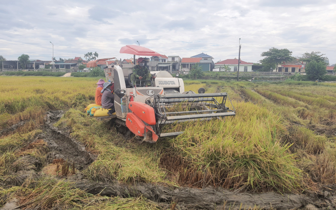 Ruộng vẫn còn nhão nhoét nên máy gặt hoạt động rất chật vật. Ảnh: Tâm Phùng.