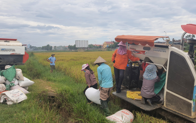 Lúa mất mùa, giá gặt đập lại tăng cao nên nông dân ai cũng chán nản. Ảnh: Tâm Phùng.