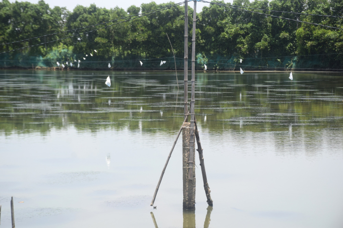 Trên các ao nuôi thủy sản, người dân Cồn Chim phải giăng dây, treo cờ để đuổi cồng cộc. Ảnh: V.Đ.T.