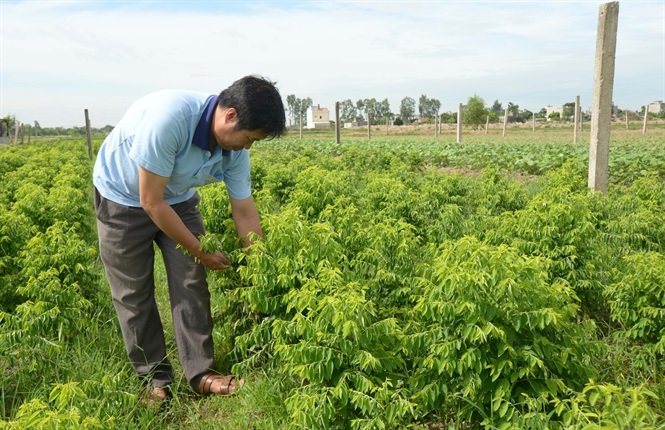 Hiện nay, Nam Định đang lồng ghép nhiều chính sách nhằm khuyến khích sản xuất phân bón hữu cơ, thúc đẩy nông nghiệp hữu cơ. Ảnh: TL.