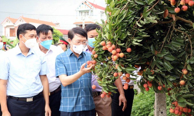 Chairman of the People's Committee of Bac Giang province Le Anh Duong visits a lychee garden in Ben Huyen village, Nam Duong commune, Luc Ngan district.