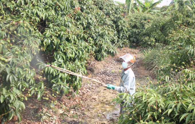 Theo ông Lê Văn Phác, thôn Phúc Giới, xã Thanh Quang (Thanh Hà), vụ vải năm nay sâu đục cuống quả mật độ không cao, nhưng luôn phải cảnh giác, thực hiện phun phòng theo hướng dẫn của các cơ quan chuyên môn. Ảnh: Trung Quân.