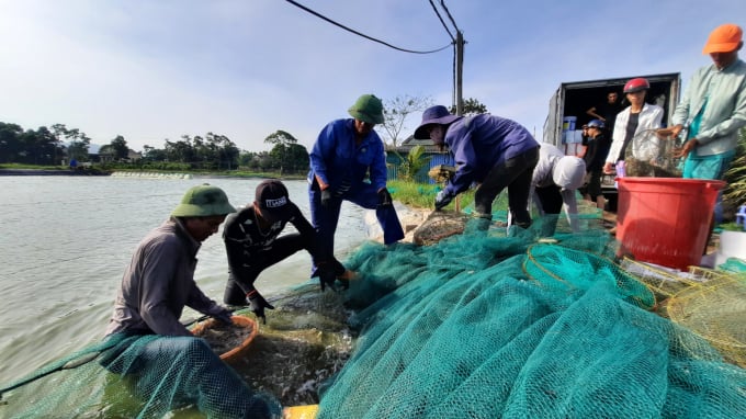 Các doanh nghiệp chế biến thu mua tôm tại xã đảo Đồng Rui (huyện Tiên Yên, Quảng Ninh). Ảnh: Tiến Thành.