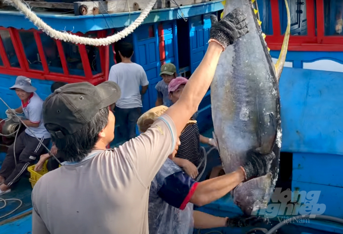 Chuẩn bị đưa cá ngừ lên bờ ở Phú Yên. Ảnh: Thanh Sơn.