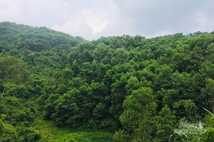 Phát triển trồng rừng giúp Công ty TNHH Quang Minh (Cao Bằng) có đủ nguồn nguyên liệu để sản xuất ván ghép thanh. Ảnh: Công Hải.