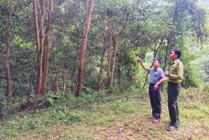 Cán bộ Hạt Kiểm lâm huyện Hà Quảng kiểm tra công tác trồng, bảo vệ rừng của người dân. Ảnh: Công Hải.