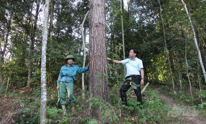 Những rừng thông hơn 20 năm tuổi đem lại thu nhập cao cho nhiều hộ dân xóm Nà Mằn, Bản Piên, xã Phong Châu, huyện Trùng Khánh. Ảnh: Công Hải.