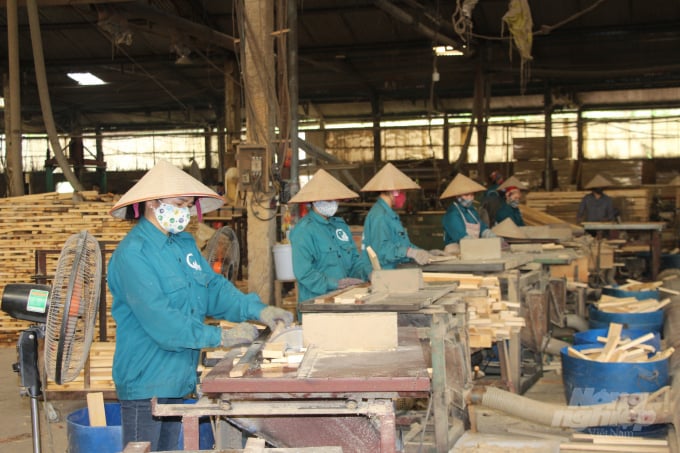 Phát triển trồng rừng giúp Công ty TNHH Quang Minh (Cao Bằng) có đủ nguồn nguyên liệu để sản xuất ván ghép thanh. Ảnh: Công Hải.