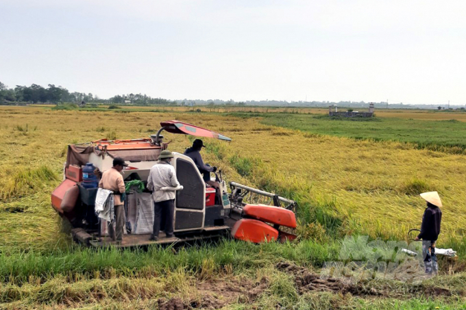 Đến thời điểm này, nhiều diện tích lúa đông xuân tại Quảng Trị vẫn chưa thu hoạch xong. Ảnh: Võ Dũng.