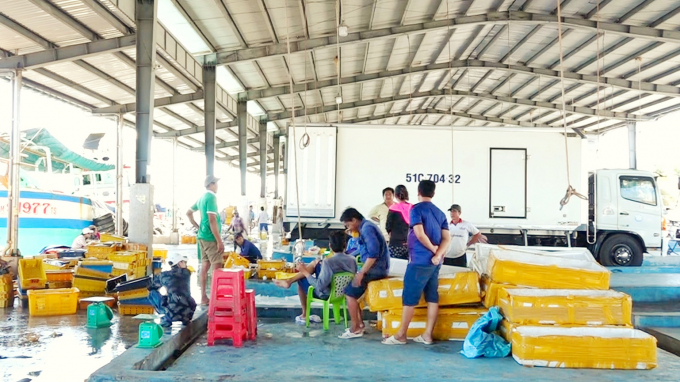 Theo nhiều ngư dân ở thị trấn Sông Đốc, huyện Trần Văn Thời, tỉnh Cà Mau sản lượng đánh bắt thủy hải sản của địa phương vài năm trở lại đây sụt giảm mạnh. Ảnh: Kim Anh