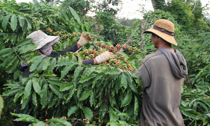 Người dân tham gia Dự án VnSAT được đào tạo kỹ thuật canh tác cà phê bền vững. Ảnh: Minh Hậu.