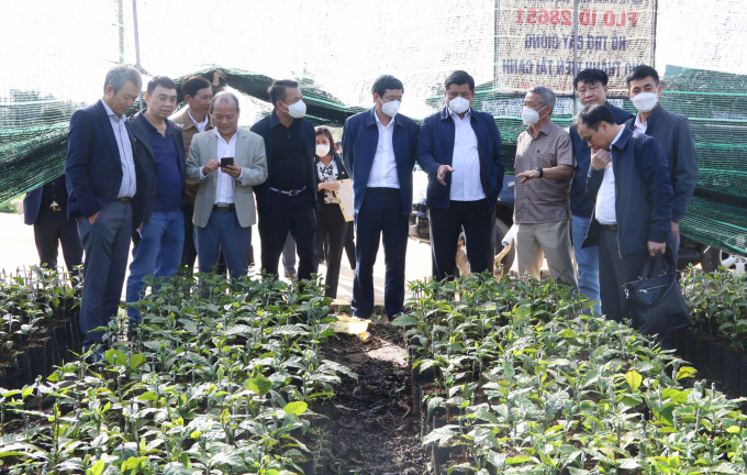 Dự án VnSAT hình thành các vườn ươm chất lượng, phục vụ cho việc tái canh cà phê của các tỉnh Tây Nguyên. Ảnh: Minh Quý.