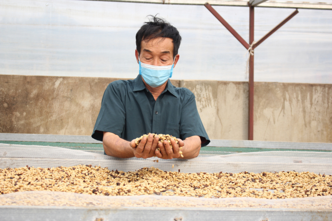 HTX Bích Thao đã thành công với phương pháp chế biến cà phê honey (cà phê mật ong), giúp nâng cao giá trị, khắc phục tình trạng ô nhiễm môi trường. Ảnh: Trung Quân.
