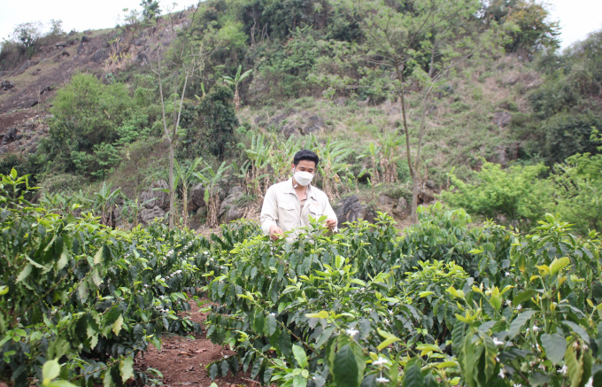Để đảm bảo chất lượng cho sản phẩm cà phê chế biến, HTX thường xuyên cử cán bộ kỹ thuật đến các vườn trồng giám sát, hướng dẫn người dân quy trình canh tác, đảm bảo đúng quy trình tiêu chuẩn. Ảnh: Trung Quân.
