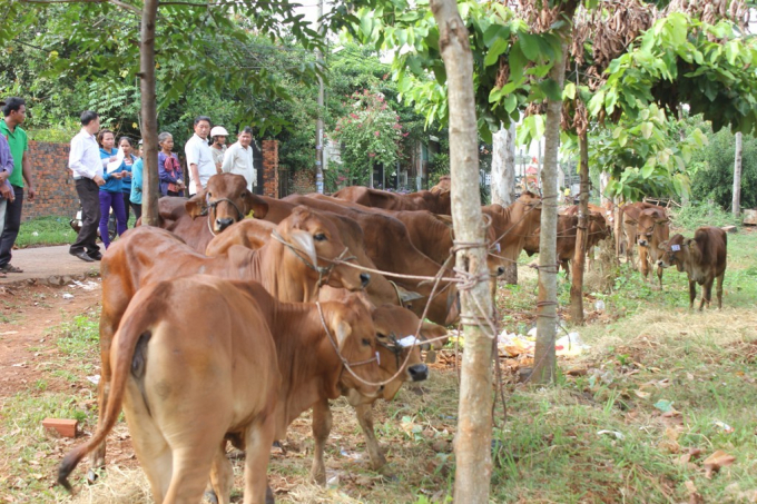 Chương trình trao sinh kế của Hội Liên hiệp Phụ nữ Bình Phước đả giúp hàng nghìn phụ nữ thoát nghèo. Ảnh: Hồng Thủy.