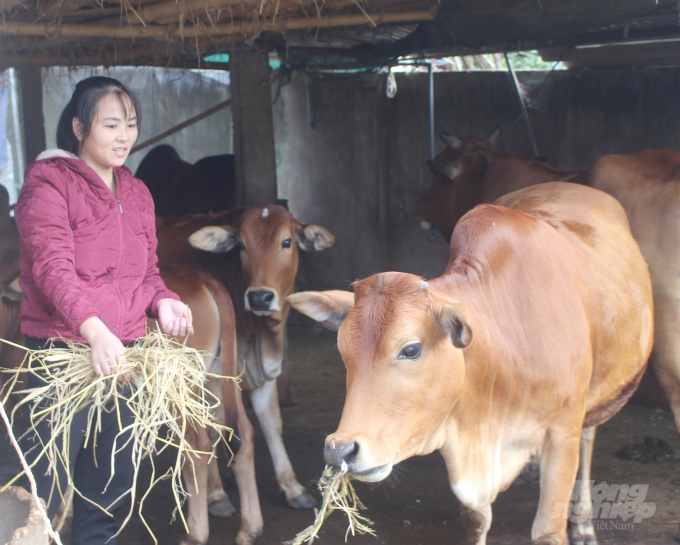 Thực trạng trên cũng tồn tại ở huyện Con Cuông, để cải thiện sinh kế theo hướng bền vững đòi hỏi người nuôi phải chăm lo cho tổng đàn của mình theo hướng khoa học hơn. Ảnh: Việt Khánh.