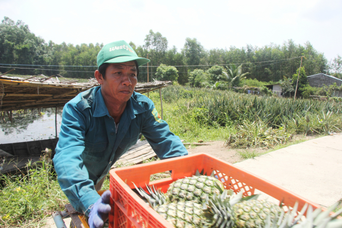 Vụ thu hoạch khóm MD2 đầu tiên của ông Võ Văn Vũ, với giá bao tiêu của doanh nghiệp là 5.500 đồng/kg. Ảnh: Kim Anh