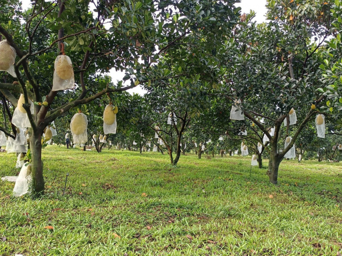 Vườn mít ruột đỏ của HTX Phước Thiện với hệ thống tưới tận gốc và kỹ thuật bao trái phòng trừ sâu bệnh giúp vườn cây đạt chuẩn Global GAP. Ảnh: Trần Trung.