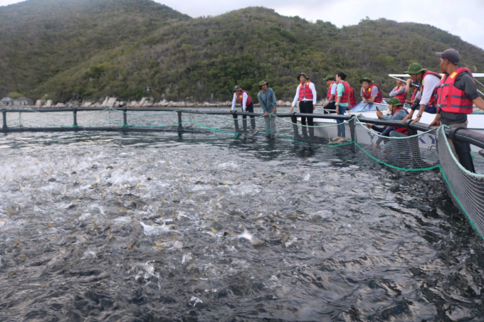 Khánh Hòa đã có 2 đơn vị phát triển nuôi biển quy mô công nghiệp trên vịnh Vân Phong. Ảnh: MH.