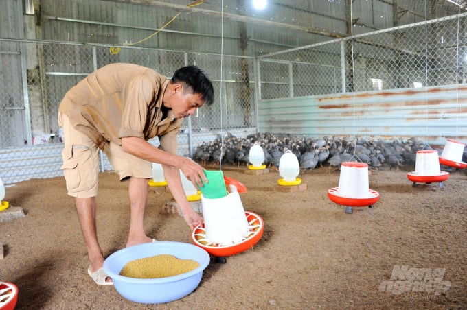 An Giang cũng tập trung chuyển đổi chăn nuôi bò, heo, gà nhỏ lẻ sang chăn nuôi tập trung gắn với xây dựng hầm ủ biogas, nền đệm lót sinh học. Ảnh: Ngọc Thắng.