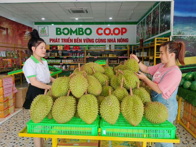 Nhờ lợi thế về khí hậu thổ nhưỡng cùng quy trình canh tác chuẩn, những quả sầu riêng thơm ngon, mang đậm hương vị địa phương của ông Ba Đảo làm ra được người tiêu dùng đón nhận. Ảnh: Trần Trung.