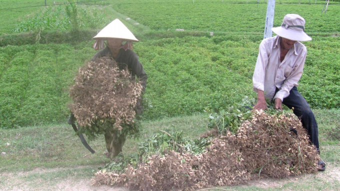 Nông dân xã Cát Hải (huyện Phù Cát, Bình Định) thu hoạch đậu phụng LDH.09. Ảnh: V.Đ.T.