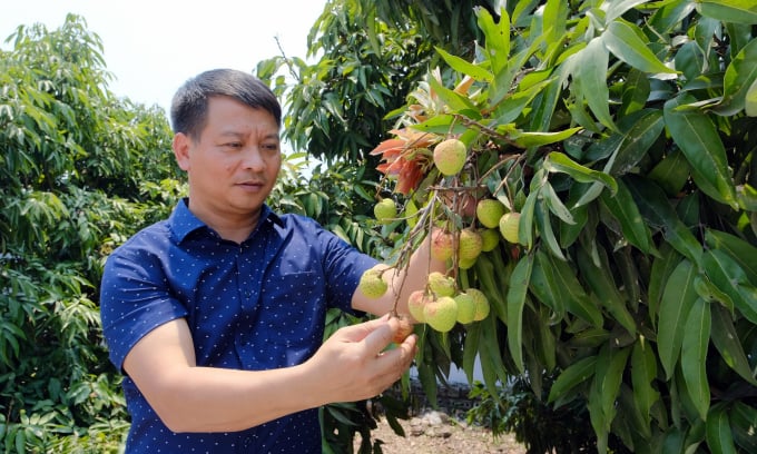 Hiện nay, trình độ thâm canh cây vải của nông dân Lục Ngạn đã ở mức rất cao. Ảnh: Đức Minh.