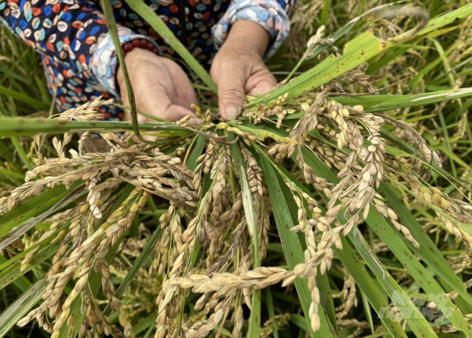 Lúa J02 rỗng ruột, khô quắt vì bệnh đạo ôn cổ bông. Ảnh: Thanh Nga.