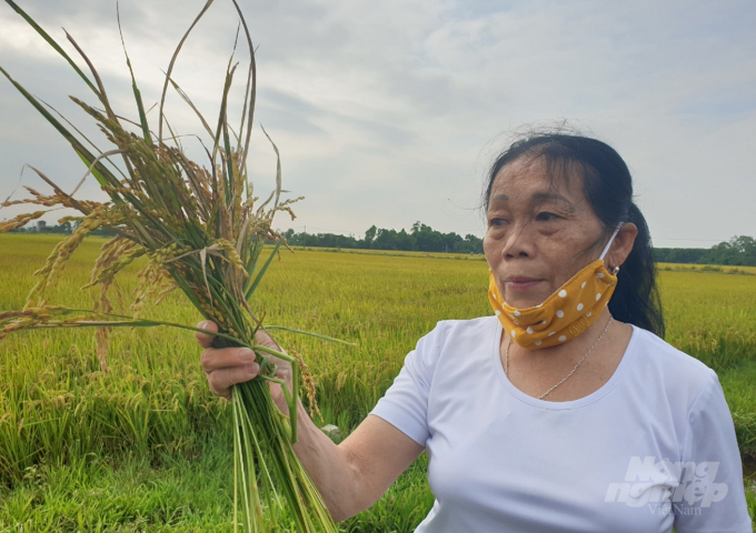 Những bông lúa J02 lẹt đẹt, ngắn tũn, bị nhiễm bệnh đạo ôn cổ bông nặng. Ảnh: Thanh Nga.