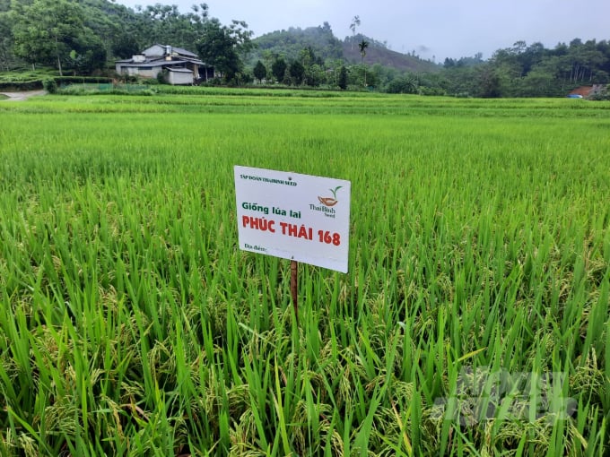 Giống lúa Phúc Thái 168 cho thấy nhiều ưu điểm về năng suất, chất lượng trên xứ đồng ở Hà Giang. Ảnh: Hoàng Tuyên.