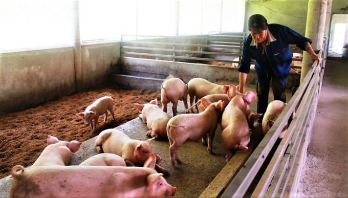 Hiệu quả của mô hình sẽ giúp phong trào chăn nuôi lợn hướng hữu cơ tại Quảng Bình được nhân rộng. Ảnh: Trọng Hiểu.