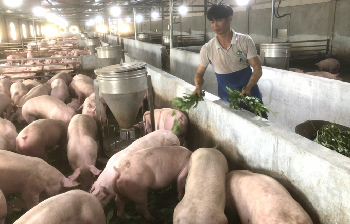 Người chăn nuôi ở Bình Định cho heo ăn thêm thức ăn tận dụng tại chỗ để giảm giá thành sản xuất. Ảnh: V.Đ.T.
