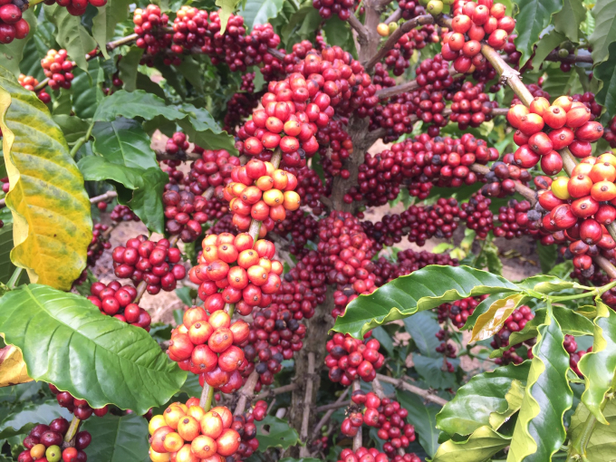 Sự vào cuộc của nhiều cơ quan, đơn vị của Bộ NN-PTNT đã giúp Dự án VnSAT triển khai đảm bảo hiệu quả, có sự lan tỏa thiết thực ra sản xuất cà phê. Ảnh: TĐ.