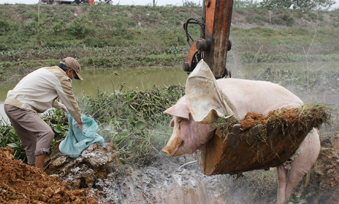 Lực lượng chức năng chôn lấp, rắc vôi bột tiêu hủy lợn bệnh tại xã Đức Long (Nho Quan). Ảnh: TL.