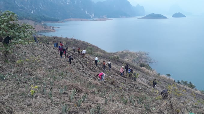 Huyện Quỳnh Nhai đang sẵn sàng cho việc tiếp tục nhân rộng cây dứa trên địa bàn, trên cơ sở liên kết chặt chẽ với Doveco. Ảnh: Văn Thiệu.
