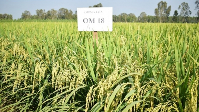 Giống lúa OM 18 hiện nay đang là ưu tiên lựa chọn trong gieo sạ của nhiều nông dân vùng ĐBSCL. Ảnh: Kim Anh.