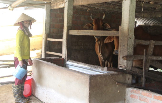 Từ đầu năm đến nay, nhiều loại dịch bệnh trên gia súc, gia cầm xảy ra trên địa bàn tỉnh Quảng Ngãi. Ảnh: Đăng Lâm.