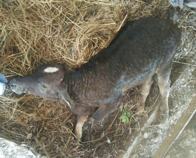Các loại dịch bệnh trên gia súc, gia cầm xảy ra ở tỉnh Quảng Ngãi khiến nhiều vật nuôi bị chết. Ảnh: Đăng Lâm.
