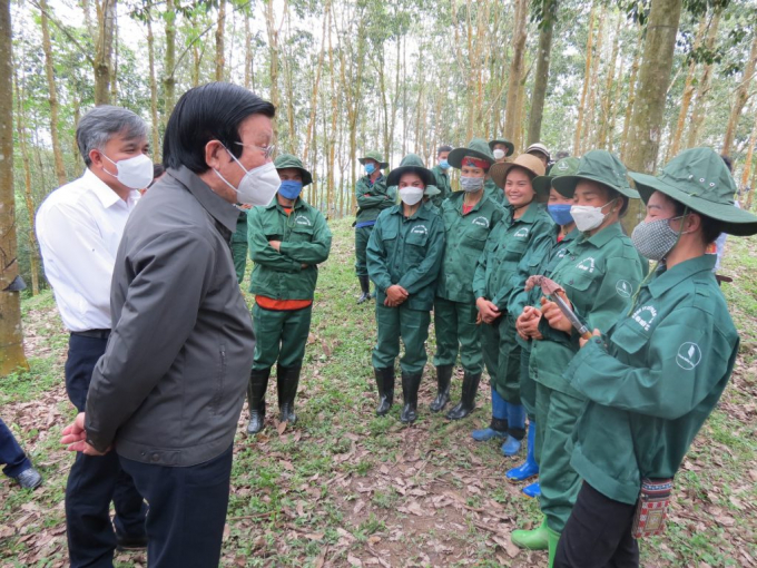 Nguyên Chủ tịch nước Trương Tấn Sang thăm nông trường cao su ở Điện Biên. Ảnh: VRG.