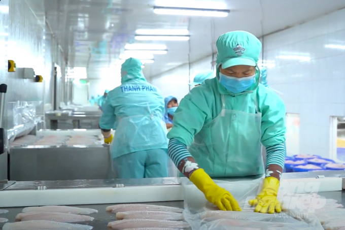 Processing pangasius for export in the Mekong Delta. Photo: Thanh Son.