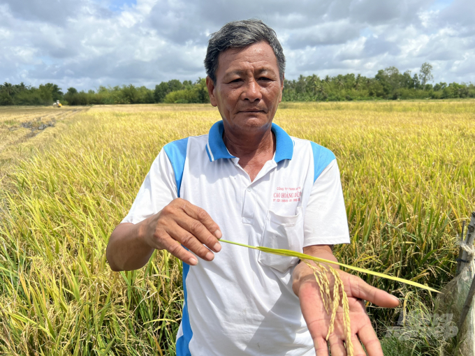 Sử dụng phân bón hữu cơ lúa ít bị nhiễm bệnh, lúa chất lượng và giá thành bán cao hơn so với sử dụng phân bón hóa học. Ảnh: Quốc Việt.