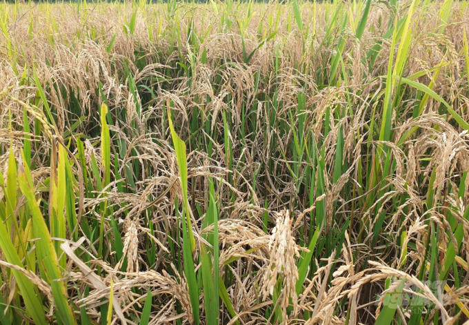 Năm nay nhiều địa phương trợ giá giống lúa ADI 168, tổ chức sản xuất trên diện rộng nên thiệt hại đối với bà con nông dân càng lớn. Ảnh: Thanh Nga.
