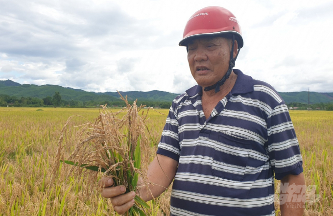 Ông Nguyễn Văn Dũng, thôn Hòa Sơn, xã Hương Xuân, huyện Hương Khê làm 3 sào giống lúa ADI 168 đều mất trắng cả 3. Ảnh: Thanh Nga.