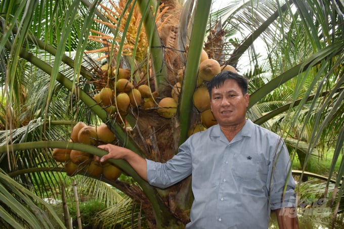 Vườn dừa Mã Lai của nông dân Nguyễn Hoài Linh. Ảnh: Minh Đảm.