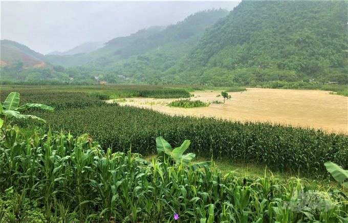 Nhiều diện tích ngô, lúa tại ven sông, suối, vùng trũng tại tỉnh Tuyên Quang đang bị nước nhấn chìm, nguy cơ thiệt hại nặng hơn nếu mưa tiếp tục kéo dài. Ảnh: Đào Thanh.