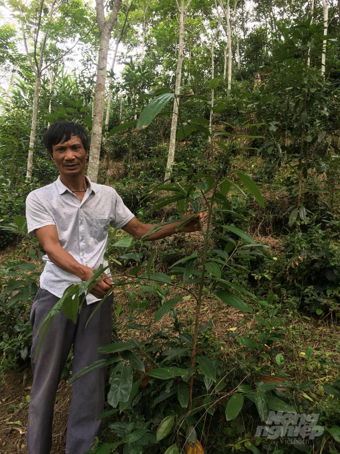 Với mô hình trồng quế, ông Bùi Văn Hanh, xóm Hồng Lương, xã Trung Lương (Định Hóa) là gương nông dân phát triển sản xuất kinh doanh giỏi của tỉnh Thái Nguyên. Ảnh: Đồng Văn Thưởng.