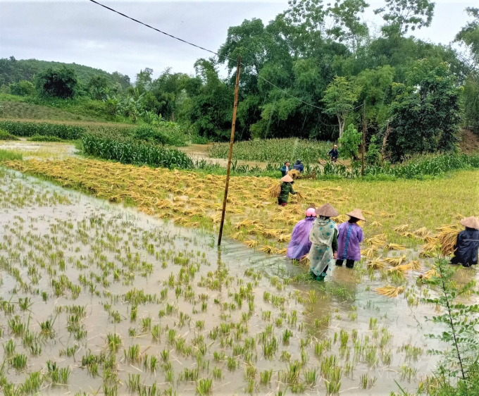 Nông dân Tuyên Quang đội mưa 'cứu lúa'. Ảnh: Đào Thanh.