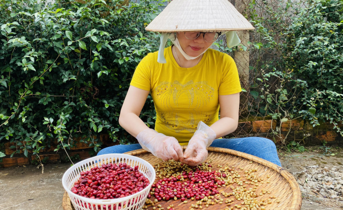 Ripe coffee berries are selected and peeled to make tea. Photo: Quang Yen.