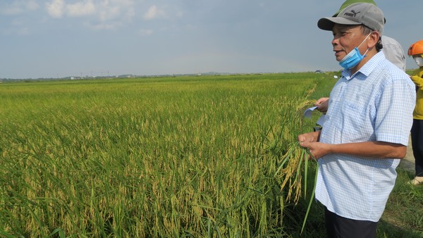 In the period of 2022 - 2025, Soc Trang's specialty rice production will continue to deepen, especially in the production organization. Photo: TL.